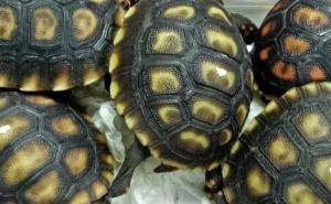 Foto: Sky News / Krijumčarene kornjače