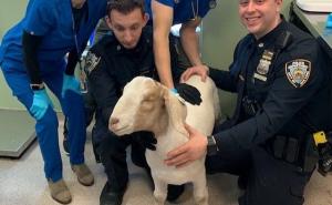 FOTO: Facebook / Koza je pregledana i poslana u novo utočište