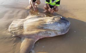 Facebook / Veliki bucanj, izuzetno rijetka vrsta ribe, nasukala se u Južnoj Australiji