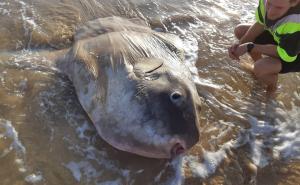 Facebook / Veliki bucanj, izuzetno rijetka vrsta ribe, nasukala se u Južnoj Australiji