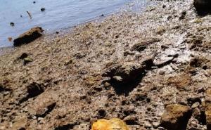 Foto: Facebook / Na plaži u Poreču našli mrtvog psića svezanog u vreći
