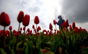 Foto: AA / Polje tulipana u Konyji