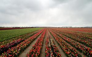 Foto: AA / Polje tulipana u Konyji