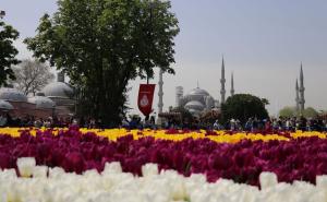FOTO: AA / U Istanbulu postavljen je najveći “živi ćilim” na svijetu