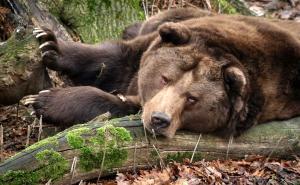 Foto: EPA-EFE / Mrki medvjed
