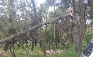 Foto: AA / Jaka bura u Mostaru lomila stabla