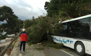 Facebook / Pogledajte reakciju vozača kod Omiša nakon pada stabla na bus
