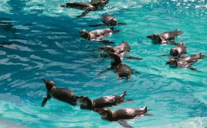 Foto: AA / Pingvini u Zoološkom vrtu