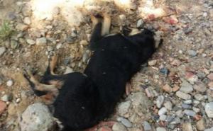 Foto: Balkanska šapica Gradačac / Neviđen pokolj pasa u Gradačcu