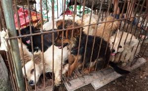 Foto: Humane Society / Horor na Yulinu
