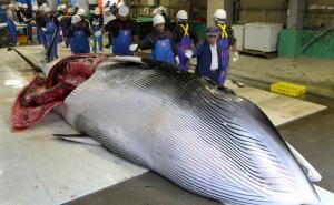 Foto: EPA-EFE / U Japanu ponovo počeo komercijalni lov na kitove
