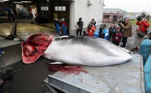 Foto: EPA-EFE / U Japanu ponovo počeo komercijalni lov na kitove