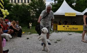 Foto: Admir Kuburović / Radiosarajevo.ba / Dogs Trust: Pravi pas za vas