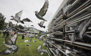 FOTO: AA / Stotine golubova pušteno u zrak u Memorijalnom centru u Potočarima