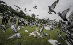 FOTO: AA / Stotine golubova pušteno u zrak u Memorijalnom centru u Potočarima