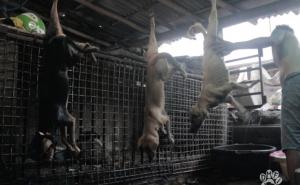Foto: Dog Meat Free Indonesia / Tržnice psećeg mesa u Indoneziji