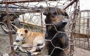 Foto: Dog Meat Free Indonesia / Tržnice psećeg mesa u Indoneziji