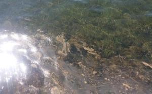 FOTO: 24sata.hr / Fekalijama onečišćeno more u Hrvatskoj