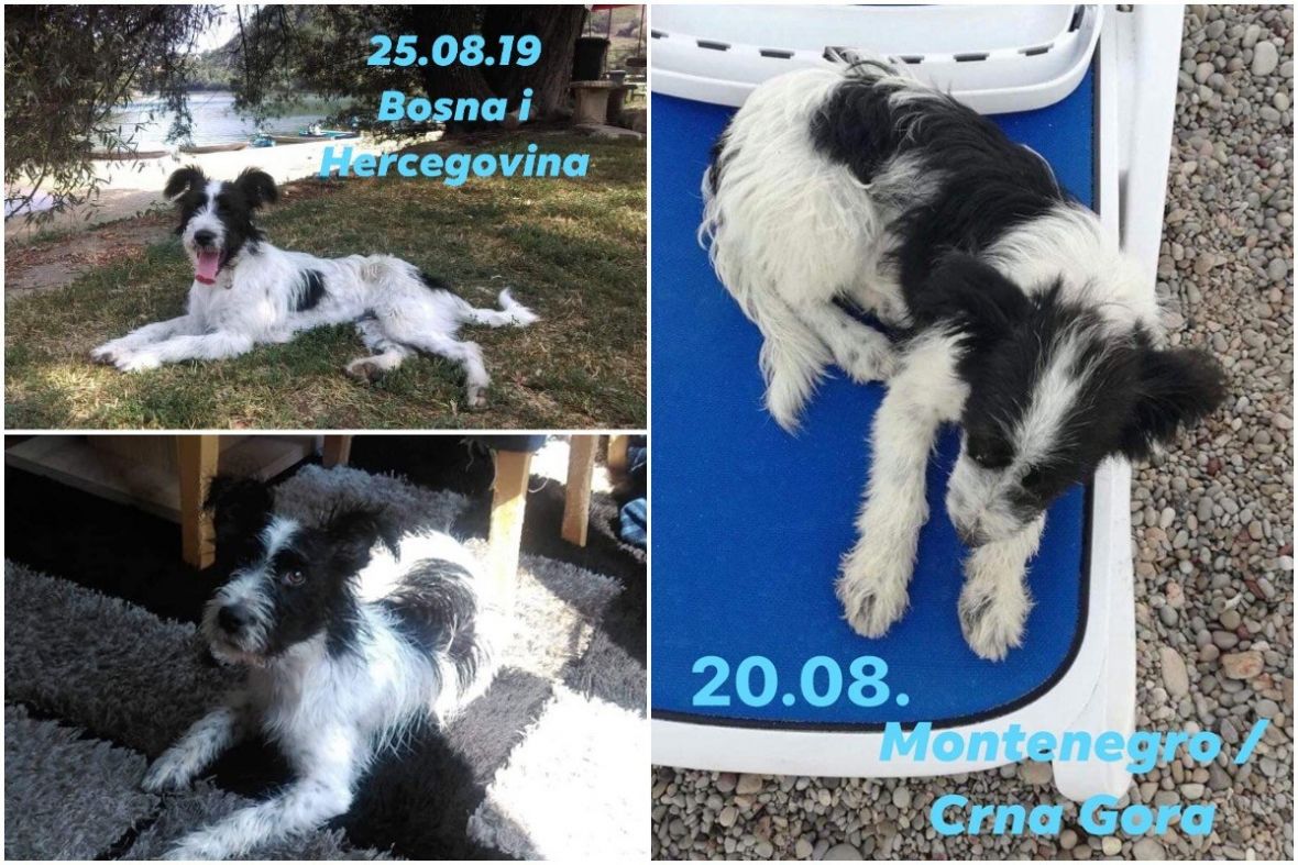 Photojoiner/Ljubav bez granica: Ostavljeni pas na plaži u Dobrim Vodama ima nove vlasnike