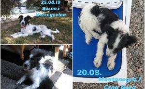Photojoiner / Ljubav bez granica: Ostavljeni pas na plaži u Dobrim Vodama ima nove vlasnike