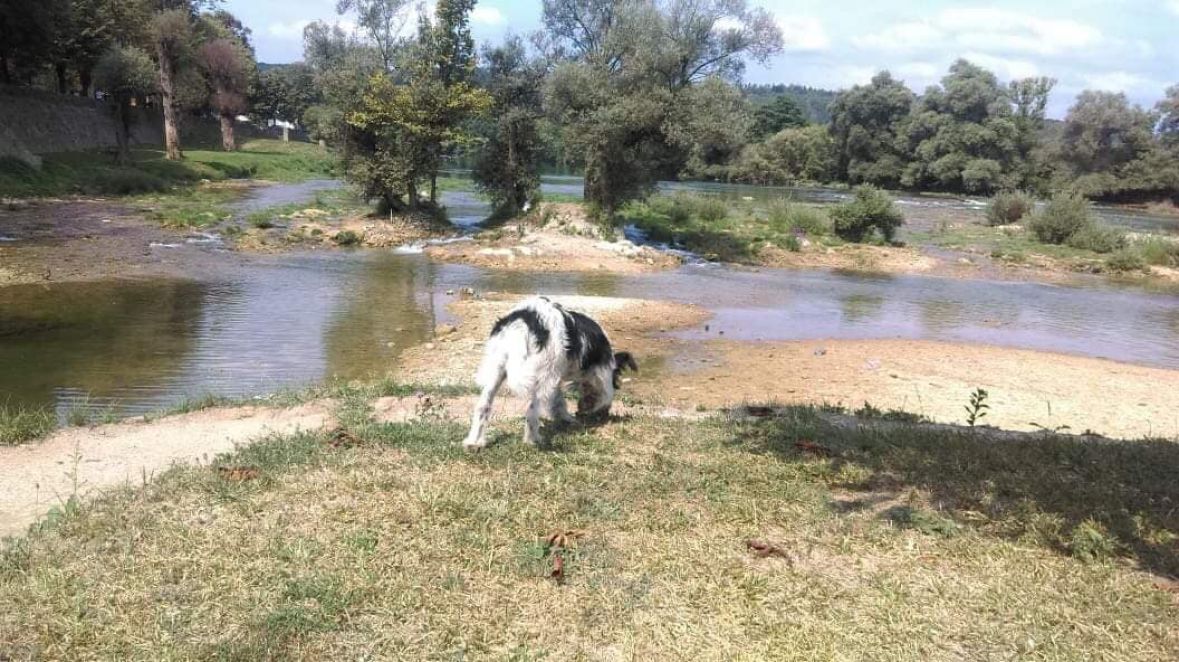 Facebook/Ljubav bez granica: Ostavljeni pas na plaži u Dobrim Vodama ima nove vlasnike