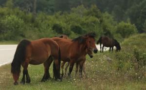 Foto: RAS Srbija / Divlji konji u Jasenovim Potocima