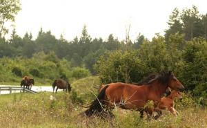 Foto: RAS Srbija / Divlji konji u Jasenovim Potocima