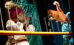 Foto: AA / Pozorište mačaka u Moskvi