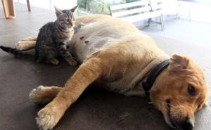 Foto: AA / Pas i mačka u Turskoj