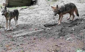 Foto: KJKP RAD / Mladunče vuka u Pionirskoj dolini