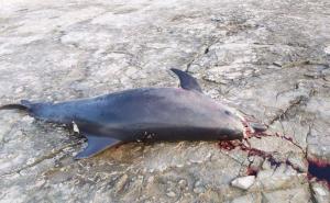 Foto: Čitatelj / Nasukani delfin u Puli