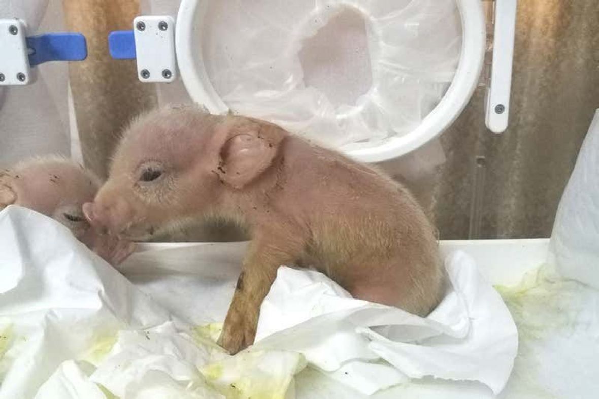 Foto: Laboratorija u Kini/Himere svinje i majmuna