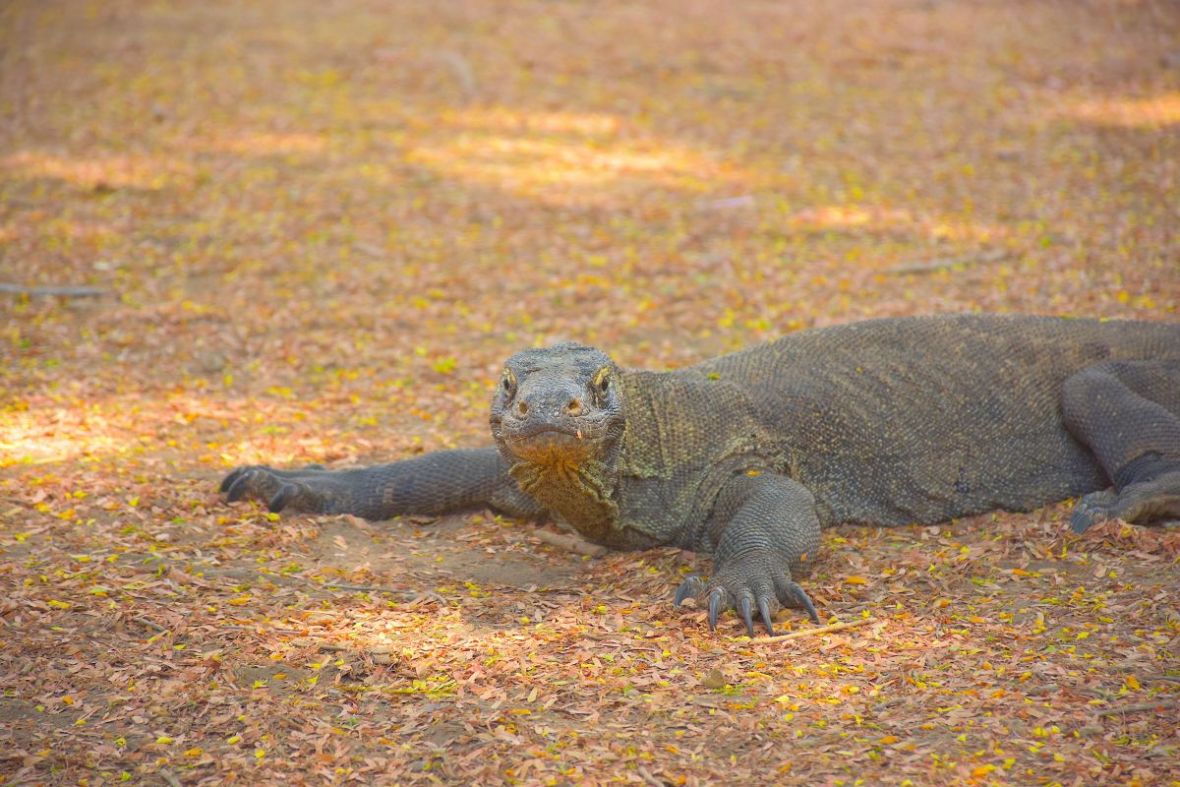 Foto: AA/Nacionalni park Komodo