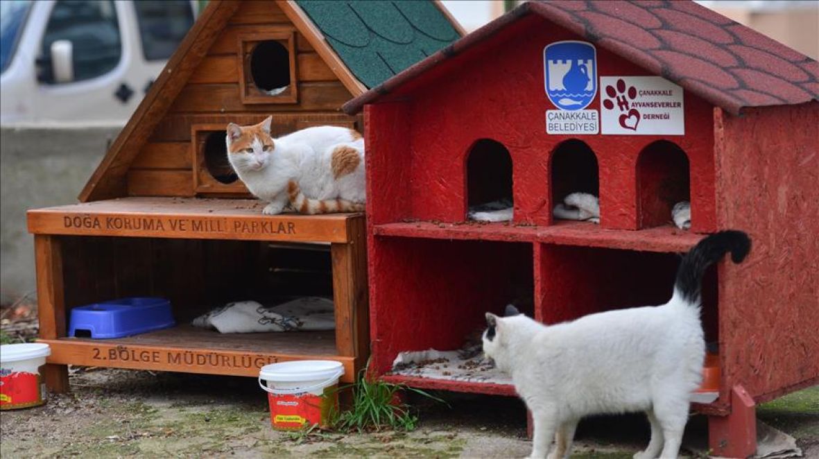 Foto: AA/Kuće za mačke i pse u Turskoj