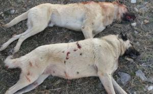 Foto: Facebook / Brutalno ubijena dva psa