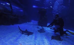 FOTO: AA / Ronioci hrane morske pse i raže u divovskom akvarijumu