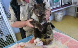 Foto: EPA-EFE / Jedna od spašenih koala