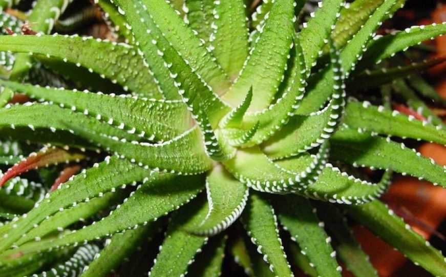 Kaktus Aloe vera