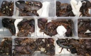 Foto: Carina Šri Lanke / Pokušao prokrijumčariti 200 živih škorpiona