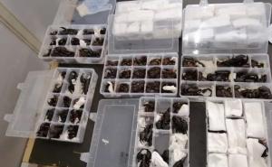 Foto: Carina Šri Lanke / Pokušao prokrijumčariti 200 živih škorpiona