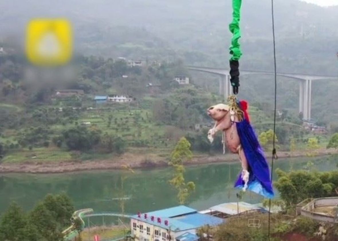 Foto: Twitter/Svinja natjerana na bungee jump 