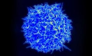 Foto: Science Alert / T ćelija