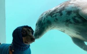 Foto: Cornish Seal Sanctuary / Pas Stanley i foka Aayla