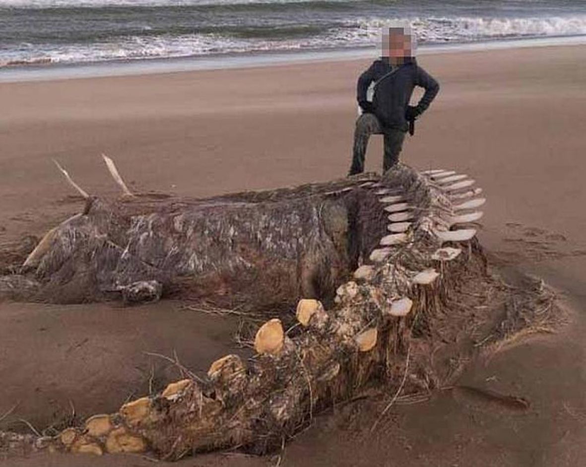 FOTO: Facebook/Misteriozni kostur izbacilo je more nakon oluje Ciara