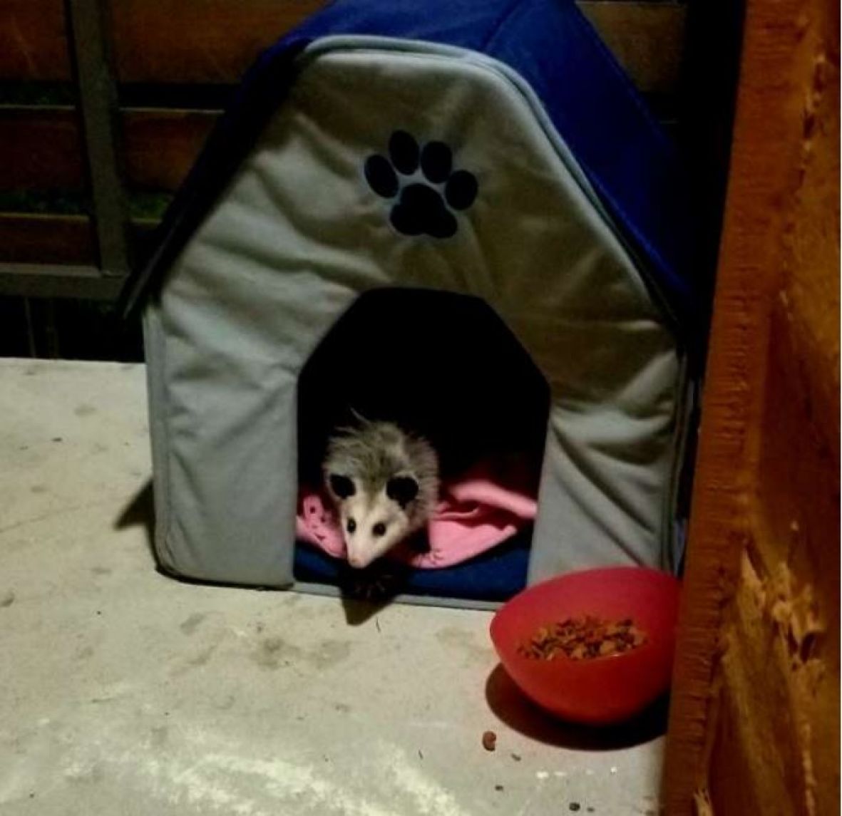 Opossum - undefined