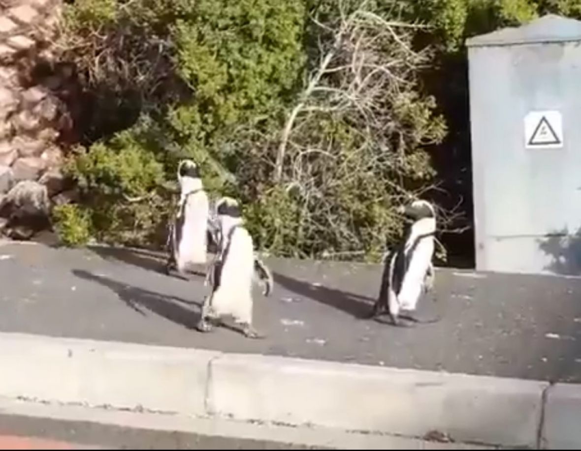 Foto: Screenshot/Pingvini u šetnji