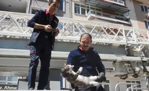 FOTO: AA / Vatrogasci spasili mačku sa balkona
