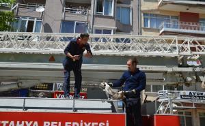 FOTO: AA / Vatrogasci spasili mačku sa balkona
