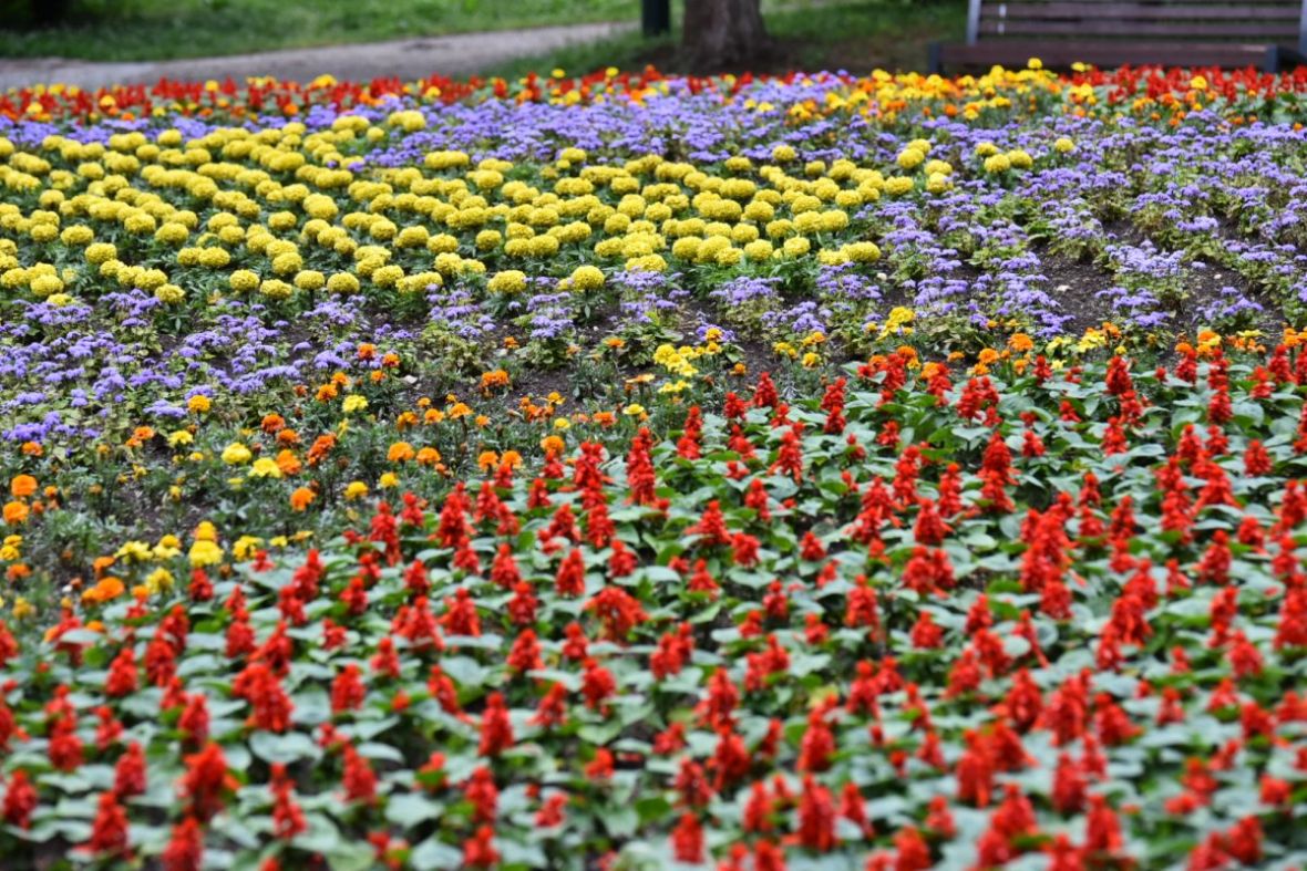 Foto: A. K. /Radiosarajevo.ba/Cvijeće u parkovima