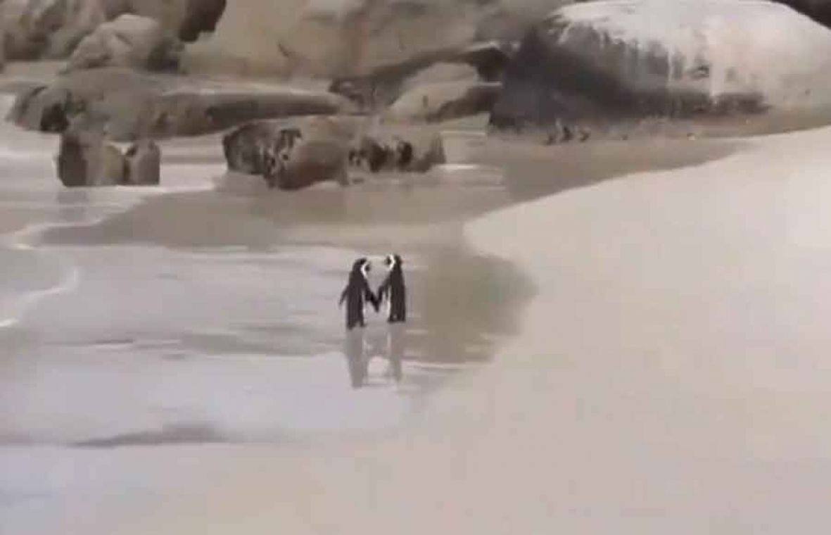 Foto: Twitter/Pingvini izgledaju gotovo nestvarno 